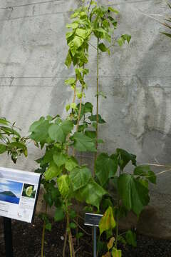 Imagem de Abutilon pitcairnense F. R. Fosberg