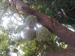 Imagem de Annona squamosa L.