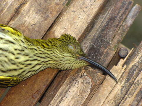 Image of Streaked Spiderhunter