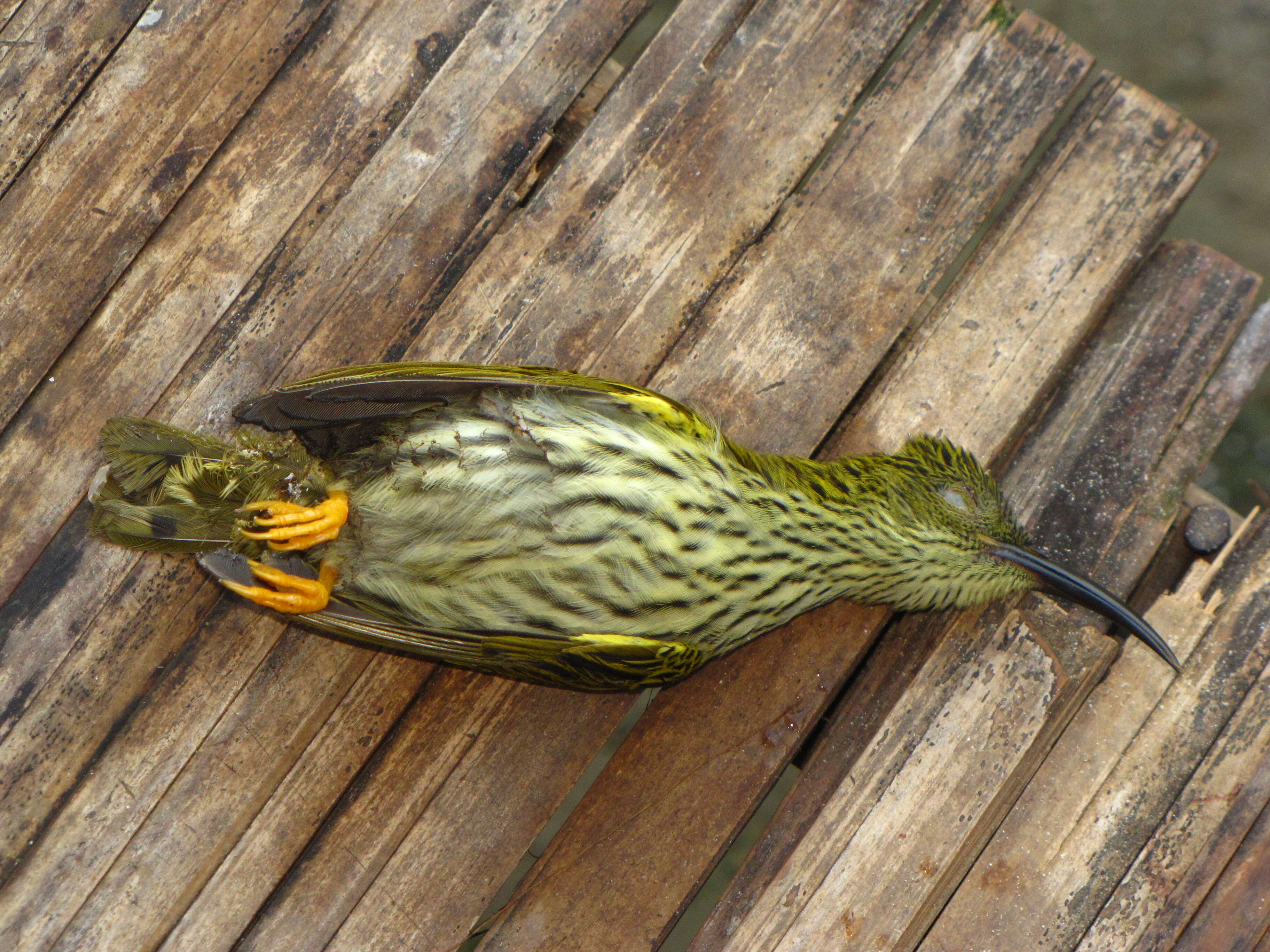 Image of Streaked Spiderhunter