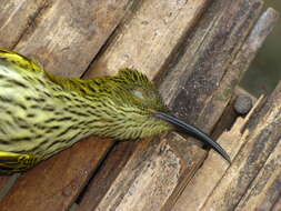 Image of Streaked Spiderhunter