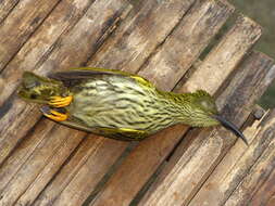 Image of Streaked Spiderhunter