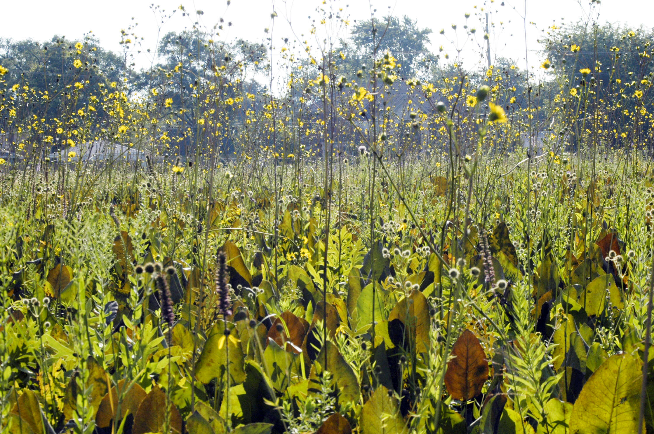 Image of prairie rosinweed