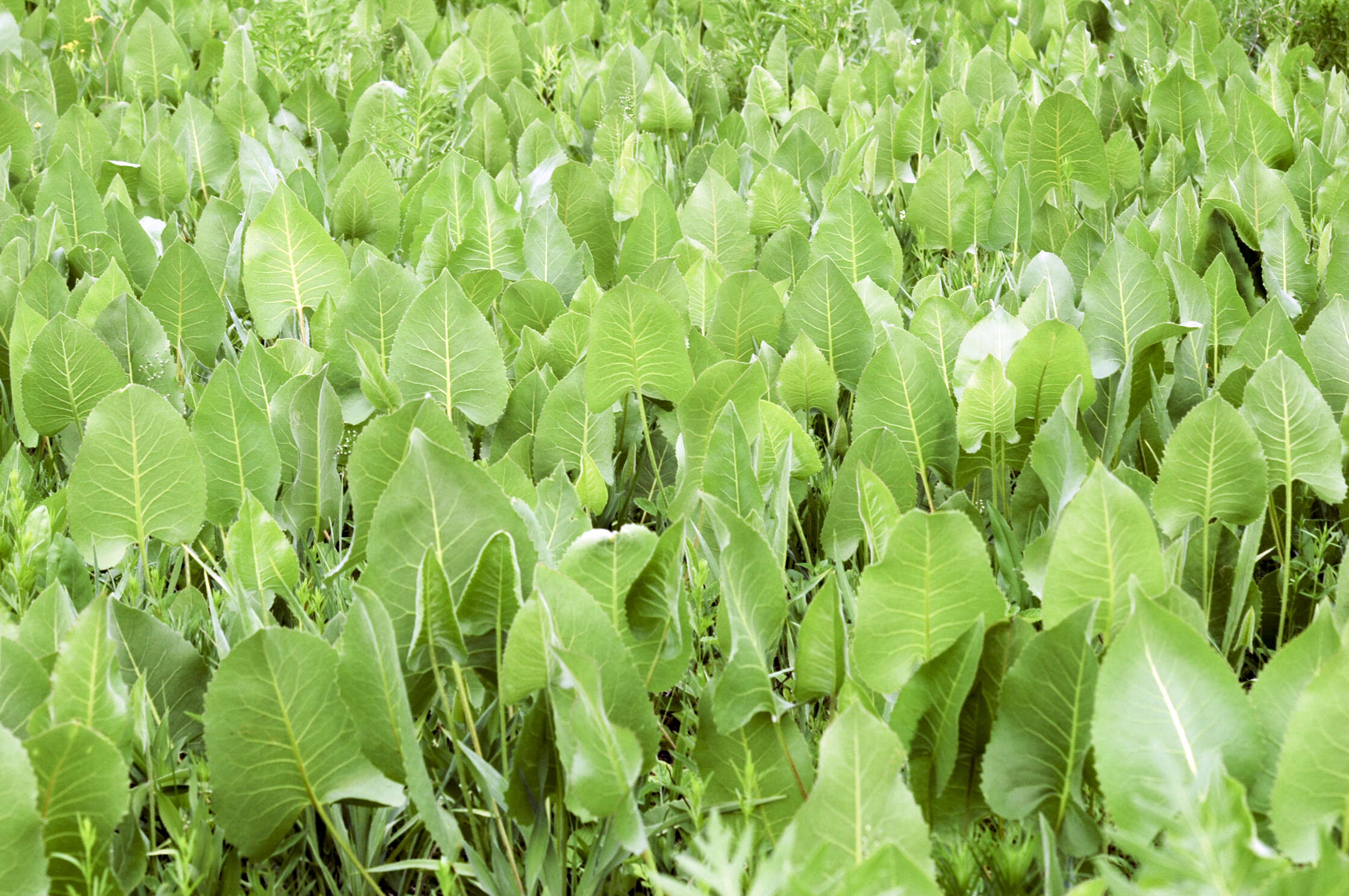 Silphium terebinthinaceum Jacq. resmi