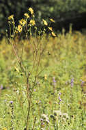 Silphium terebinthinaceum Jacq. resmi