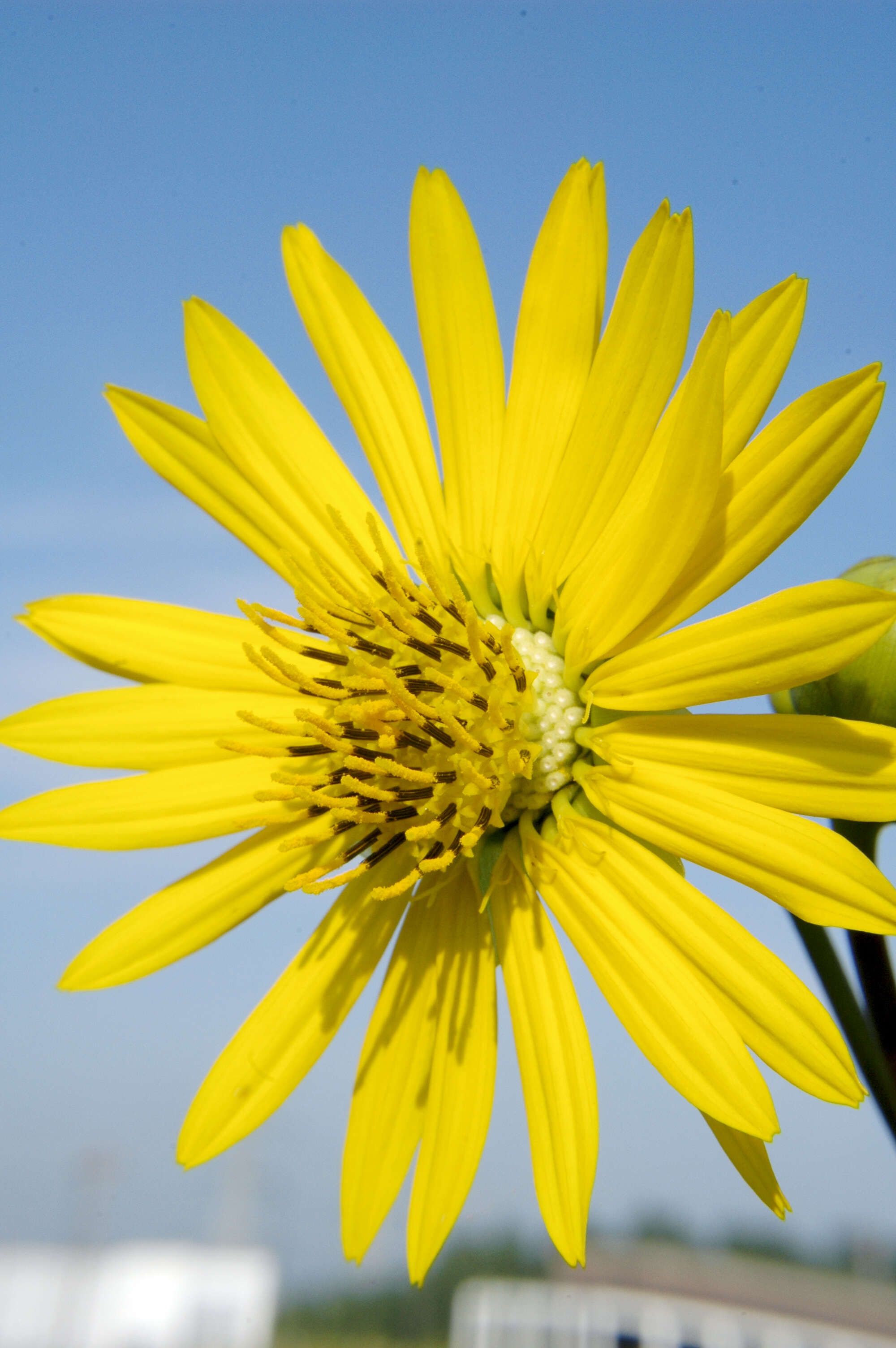 Silphium terebinthinaceum Jacq. resmi