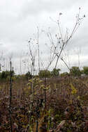 Silphium terebinthinaceum Jacq. resmi