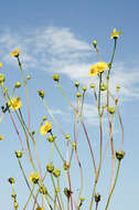 Silphium terebinthinaceum Jacq. resmi