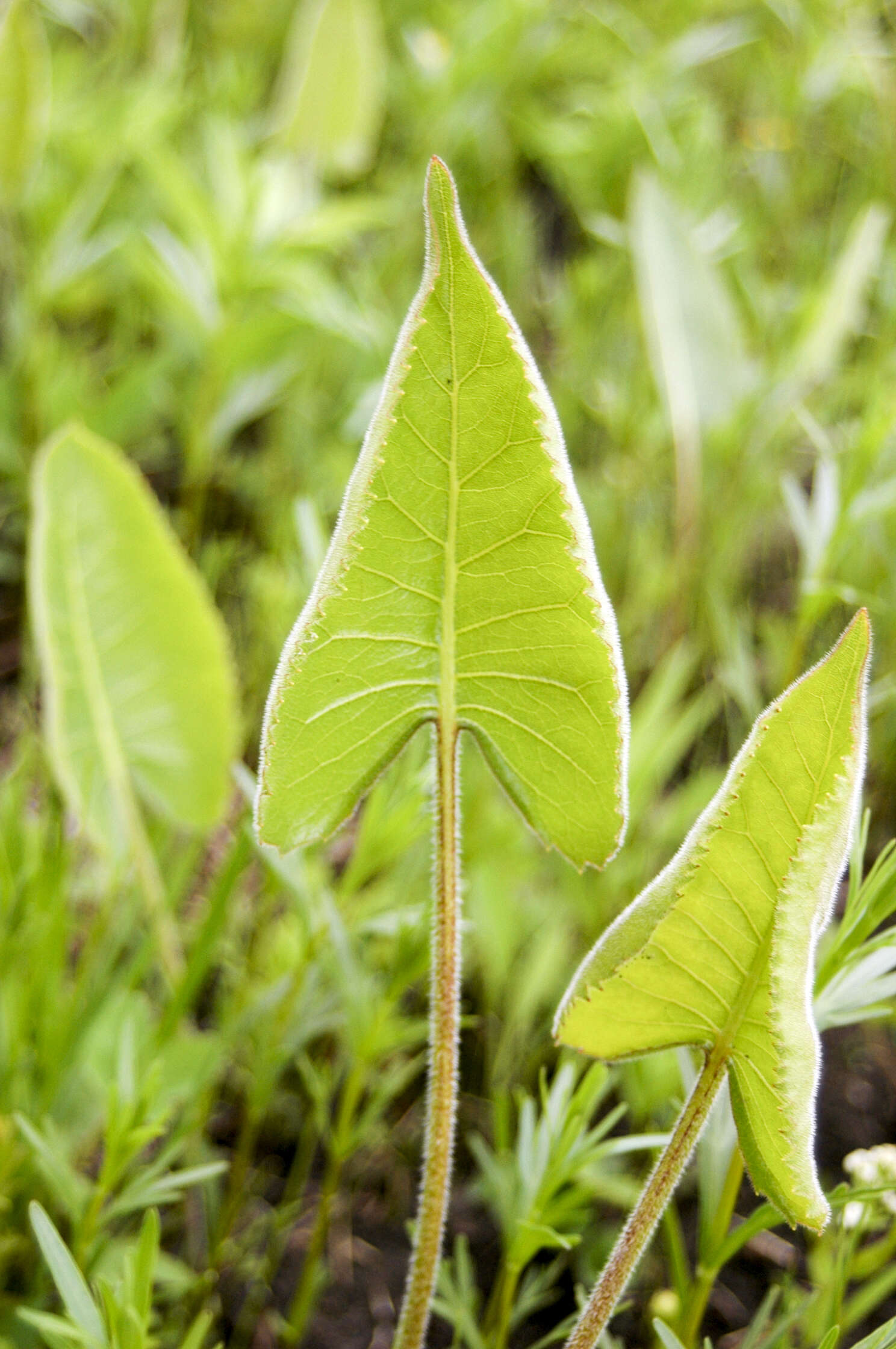 Silphium terebinthinaceum Jacq. resmi