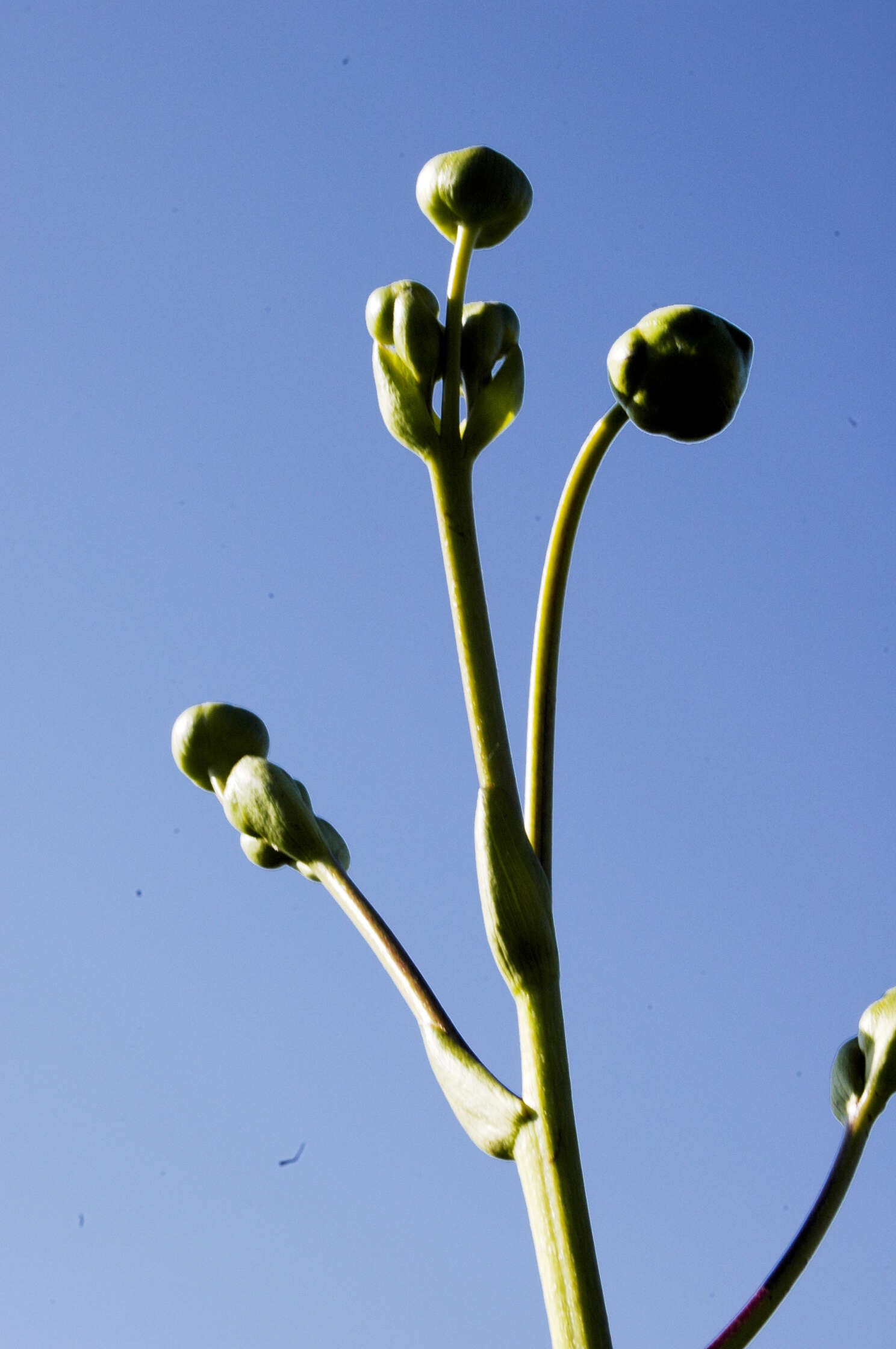 Silphium terebinthinaceum Jacq. resmi