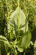 Silphium terebinthinaceum Jacq. resmi