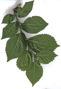 Image of Ulmus scampstoniensis