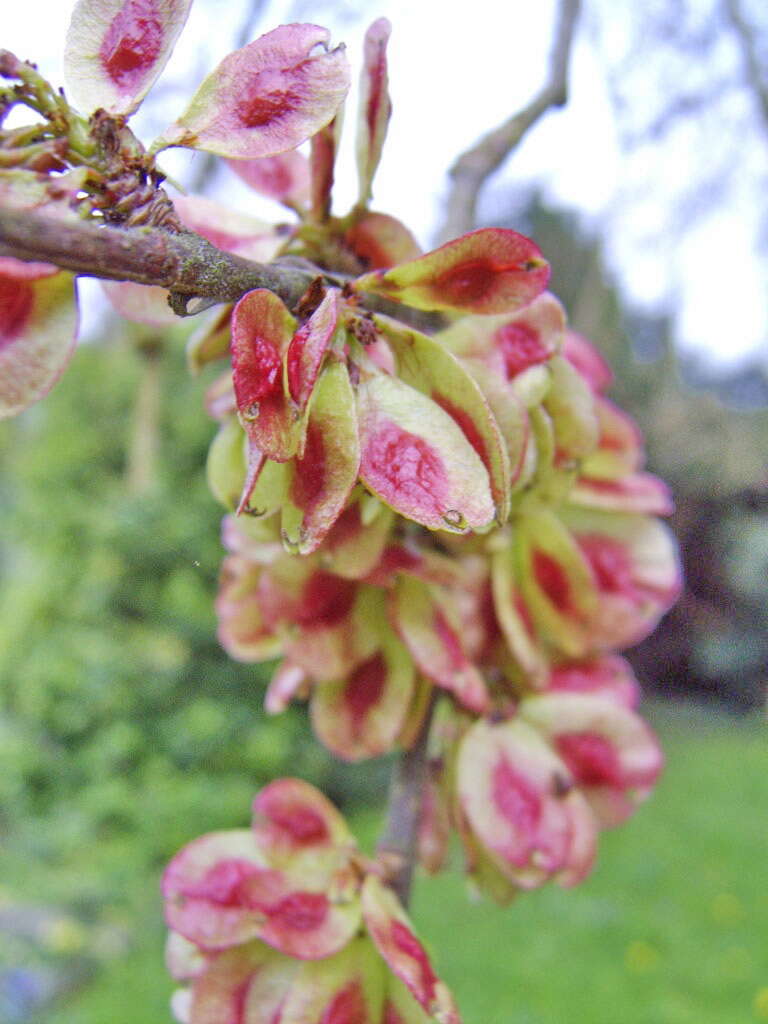 Image of Ulmus scampstoniensis