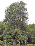 Image of Ulmus scampstoniensis