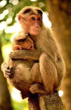 Image of Rhesus Monkey