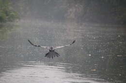 Image of Oriental Darter