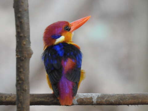 Image of Black-backed Kingfisher