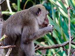 Image of Long-tailed Macaque