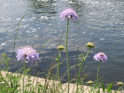 Слика од Knautia arvensis (L.) Coulter