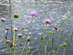 Слика од Knautia arvensis (L.) Coulter