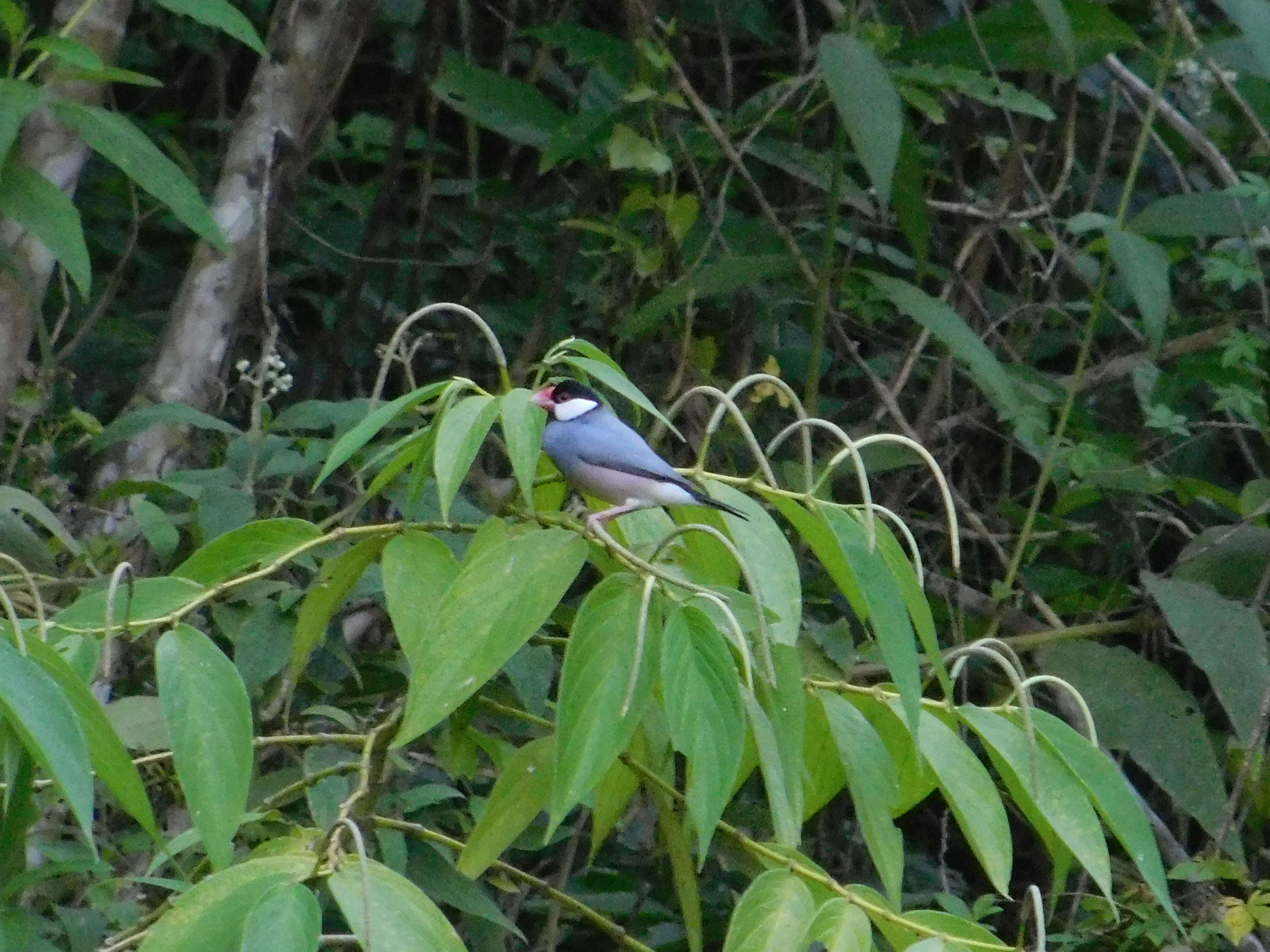 Image of Java Sparrow