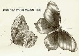 Imagem de Elymnias pealii Wood-Mason 1883