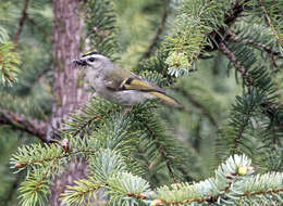 Image of Golden-crowned Kinglet