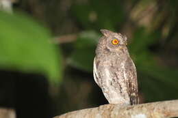 Image of Oriental Scops Owl