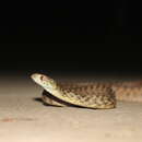 Image of Andaman Cat Snake
