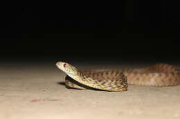 Image of Andaman Cat Snake