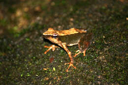 Image of beautiful dancing frog