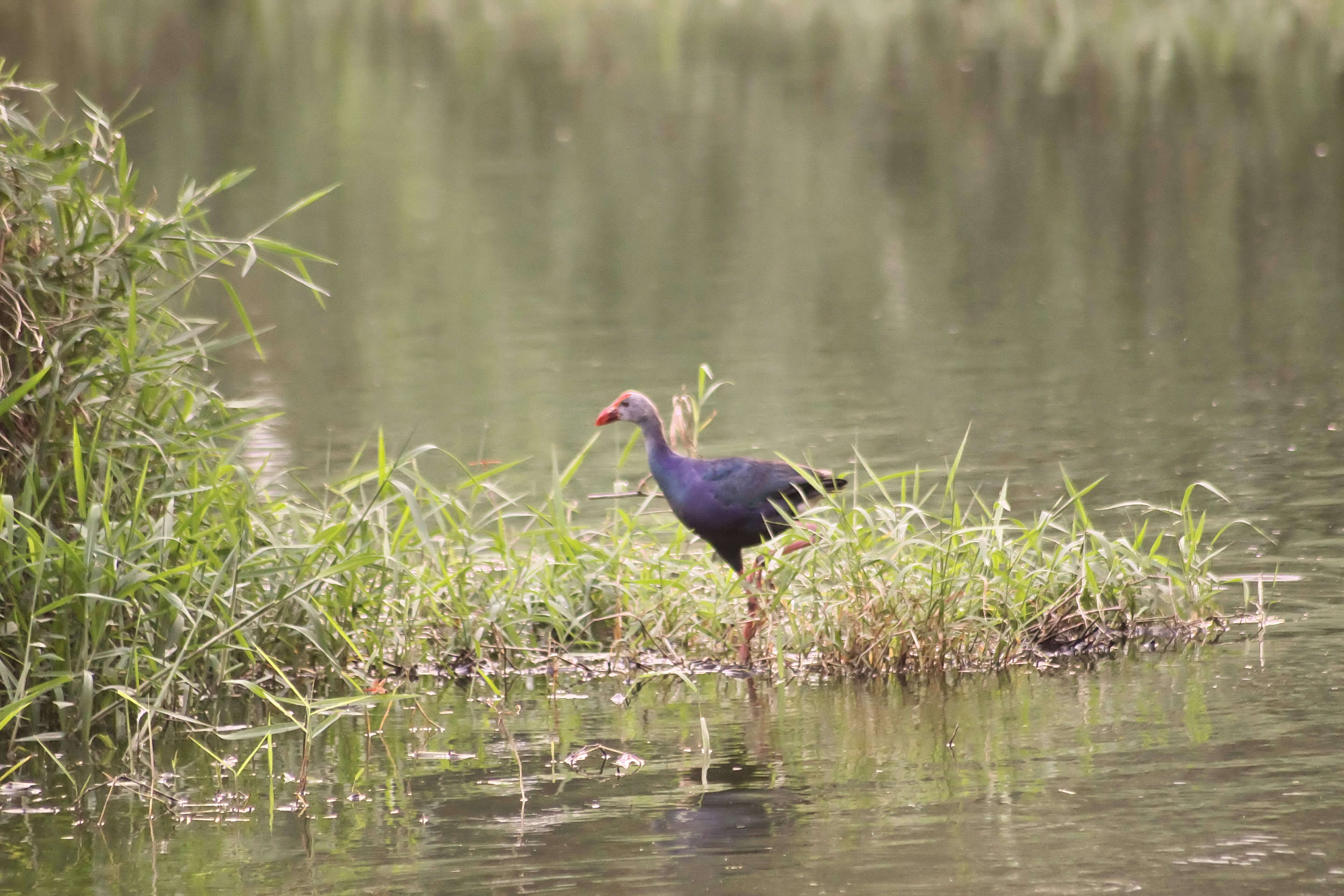 Image of Black-backed Swamphen