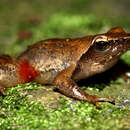 Image of Nilgiri dancing frog