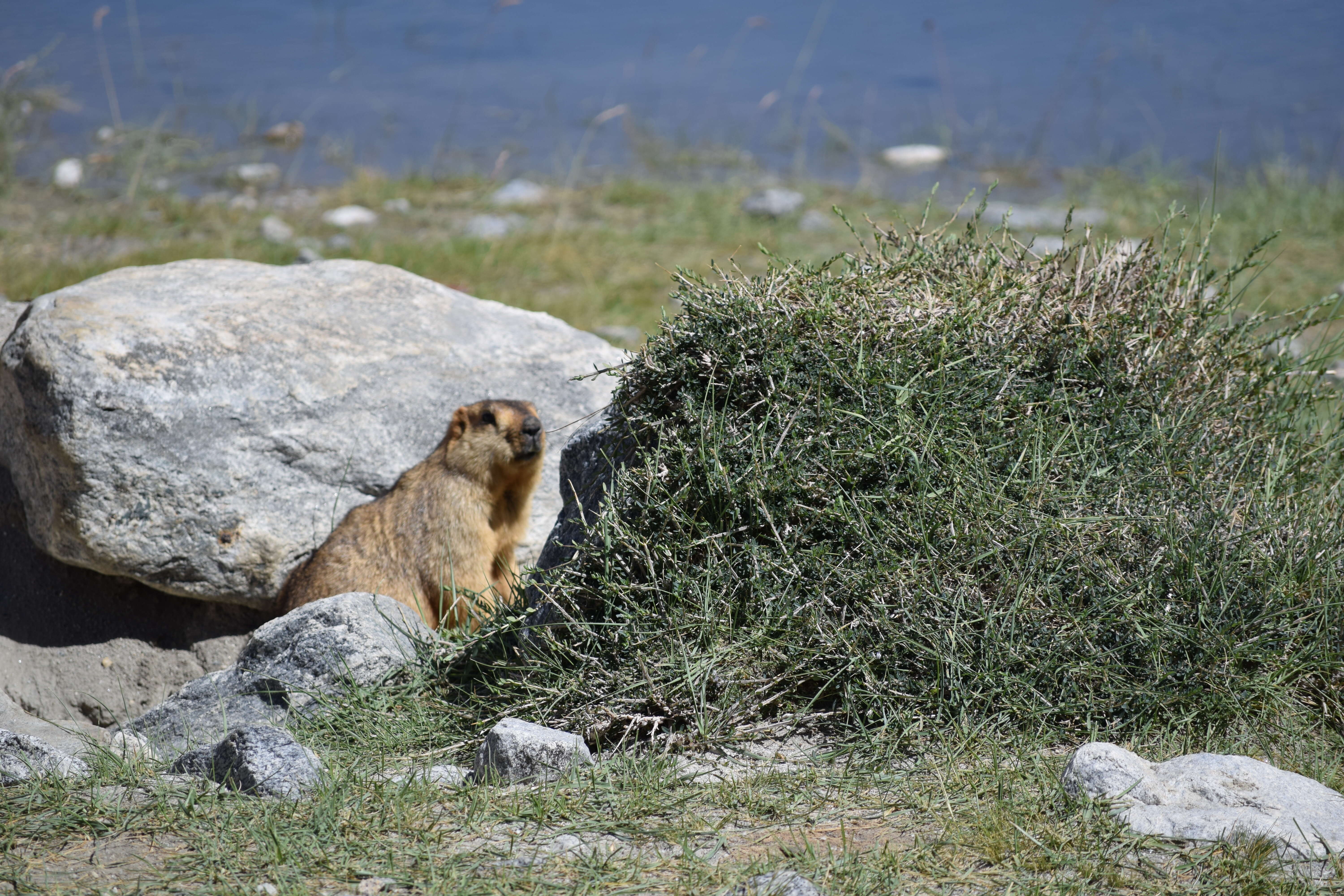 Image of Himalayan Marmot