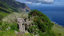 Image of Juniperus phoenicea subsp. turbinata (Guss.) Nyman