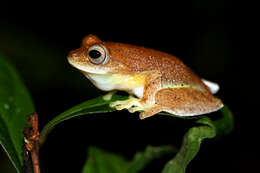 Image of Myristica Swamp Treefrog