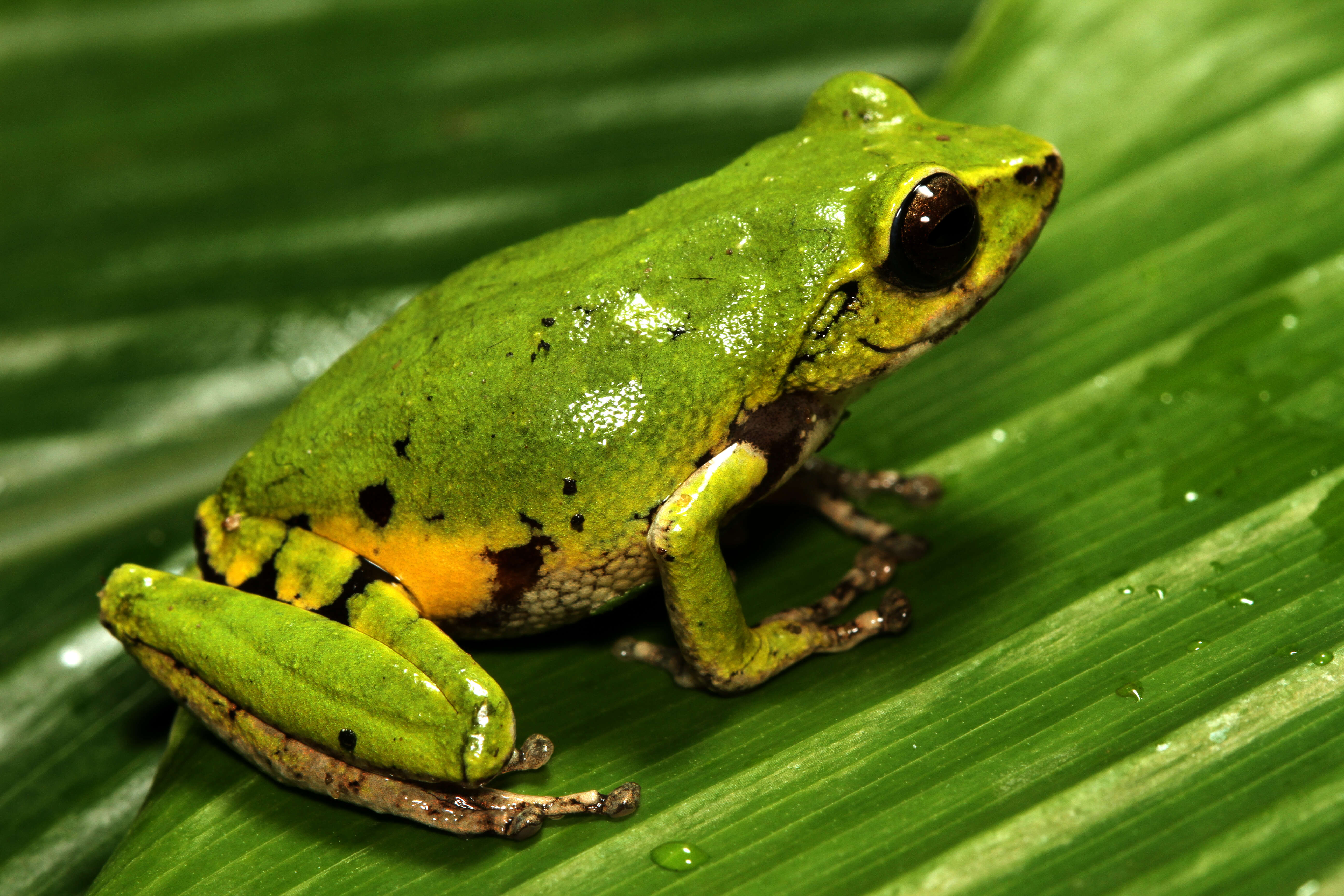 Image of Confusing Green Bush Frog