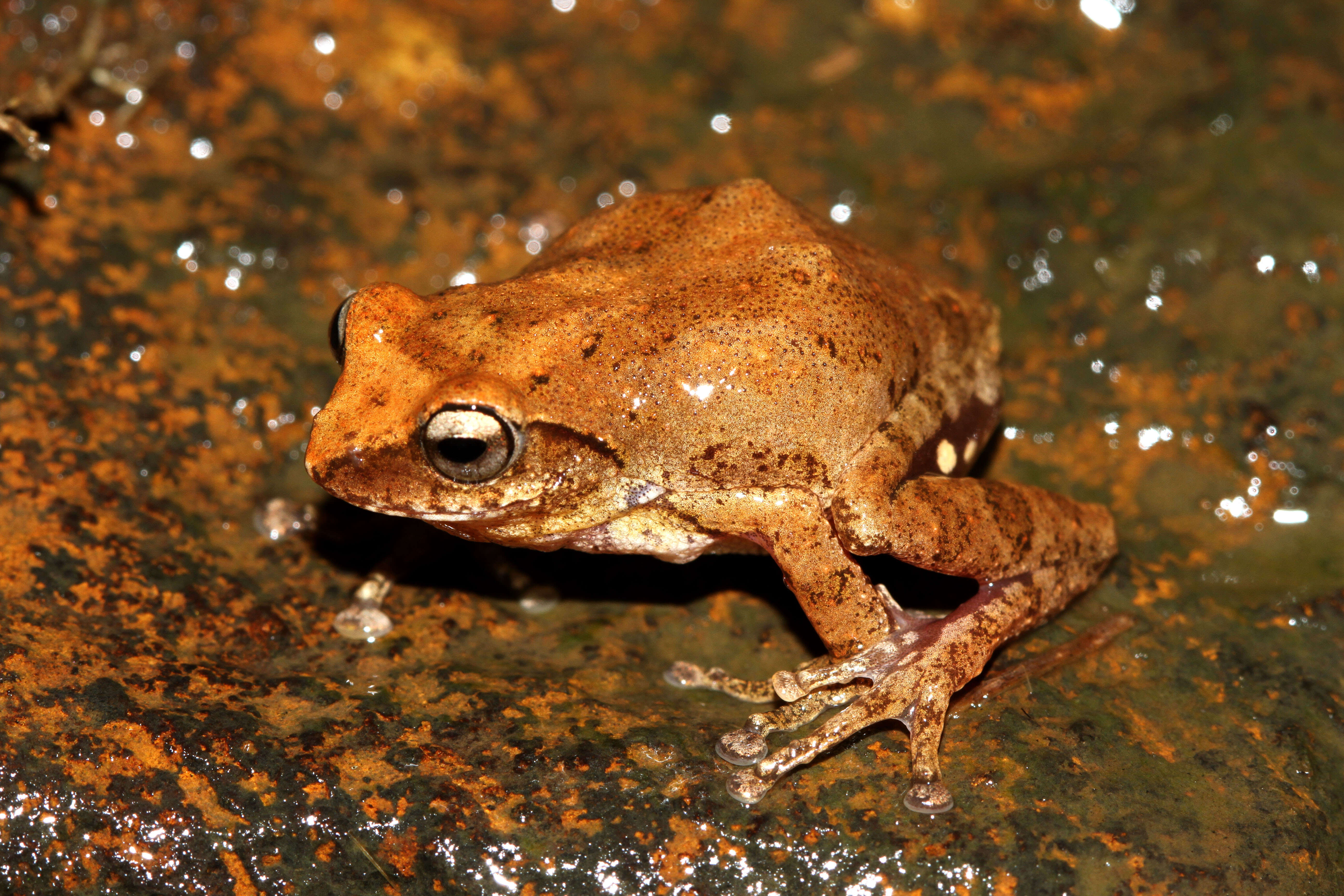 Image of Chari's bush frog