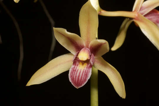 Image of Two-colored Cymbidium