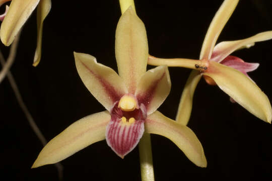 Image of Two-colored Cymbidium