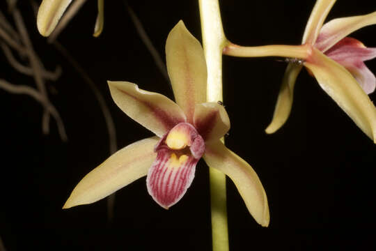 Image de Cymbidium bicolor Lindl.