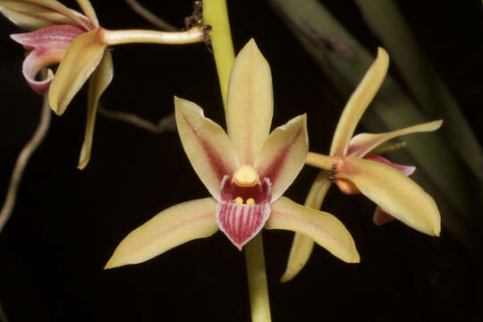 Image of Two-colored Cymbidium