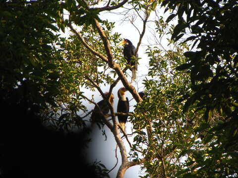 Image of Wreathed Hornbill