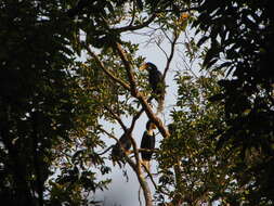 Image of Wreathed Hornbill