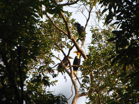 Image of Wreathed Hornbill