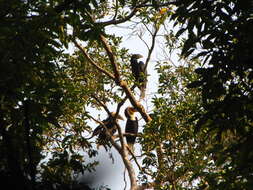 Image of Wreathed Hornbill