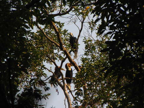 Image of Wreathed Hornbill