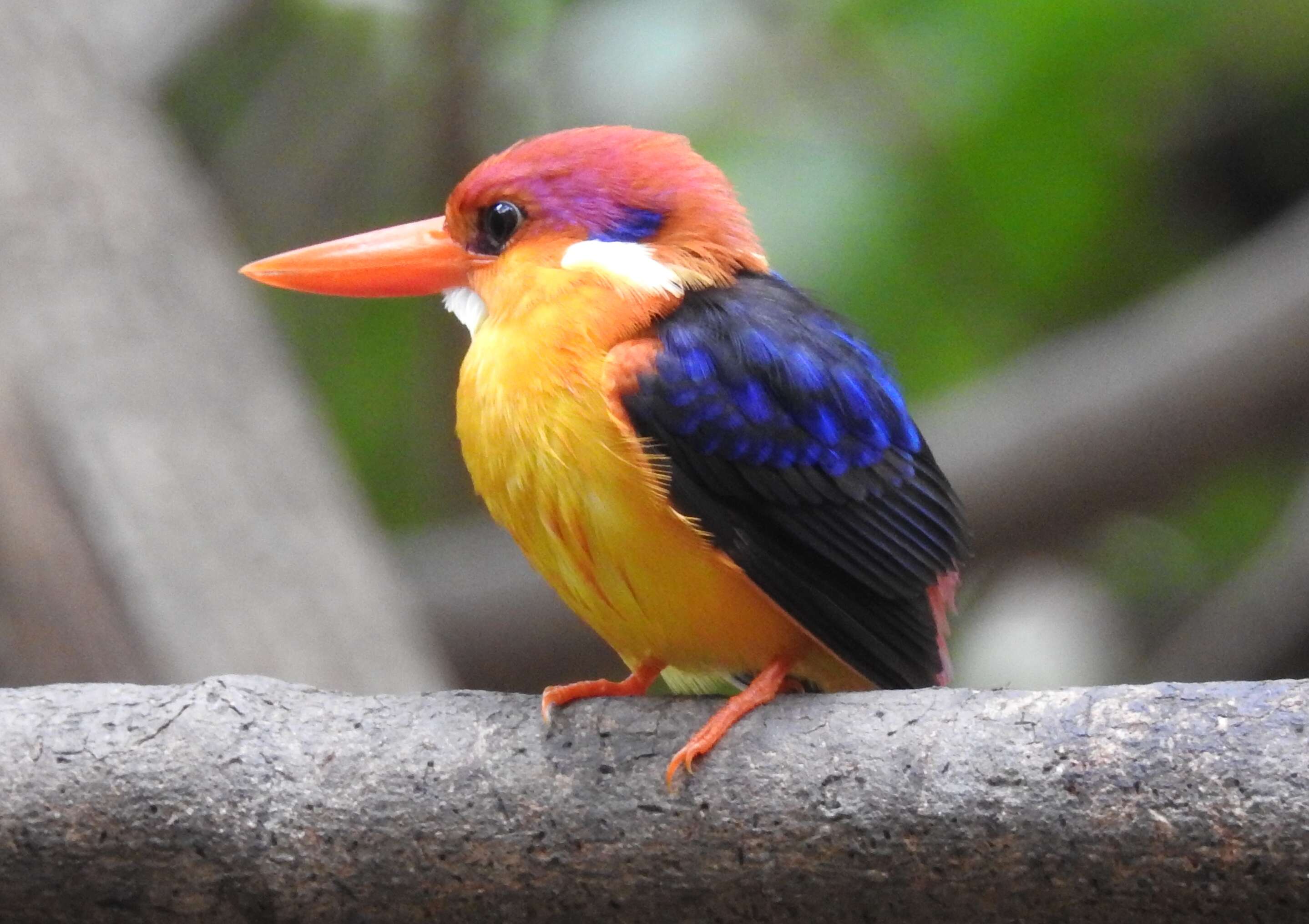 Image of Black-backed Kingfisher