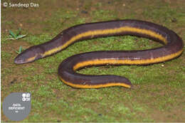 Image of Long-headed Caecilian