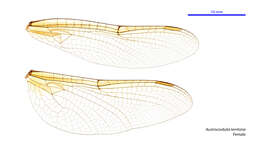 Image of Austrocordulia territoria Theischinger & Watson 1978